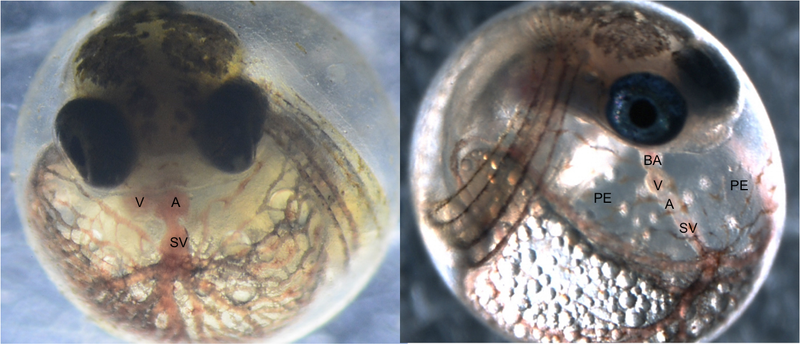 At left, a normally developed Atlantic killifish embryo, and at right, an embryo affected by a group of chemicals called PCBs. The fish on the right has a deformed heart. while killifish that have evolved tolerance to chemicals show limited signs of defects. (Image: Bryan Clark/U.S. EPA)